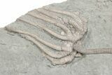 Fossil Crinoid Plate (Four Species) - Crawfordsville, Indiana #197538-2